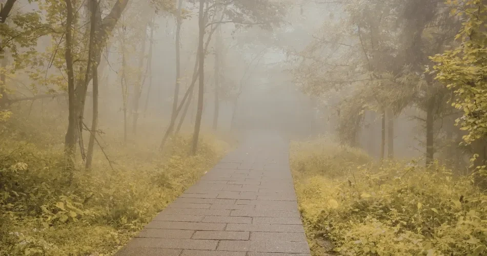 Best Hiking Trails and Scenic Viewpoints in San Francisco